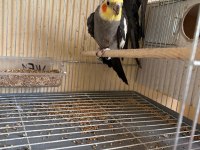 4 Yavrulu Kusursuz Grey Sultan Papağanı Takım