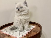 BRİTİSH LONGHAİR (BLUEPOİNT)