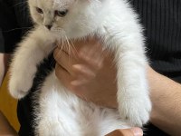 SCOTTİSH STRAİGHT KEDİMİZ YENİ YUVASINI ARIYOR