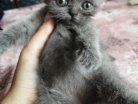scottish fold bebeklerimiz