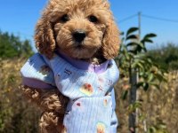 Toy Poodle Maması Pedi Malzemeleri İle