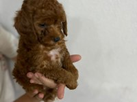 Güzel poodle bebekler