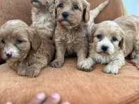 Maltipoo bebekler yeni yuvalarını arıyor