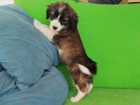 Fino yavru köpeğimiz kayseri