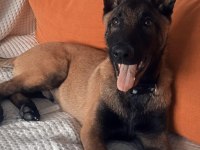 A kalite belçika kurdu yavrular