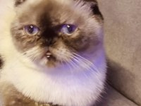 Beyaz Mavi Göz Scottish Fold
