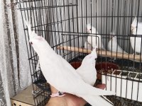 İster tek ister toplu Albino Sultan Papağanı