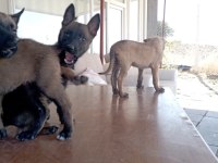 Malinois bebekler yeni yuvalarını arıyorlar