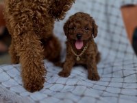 Kore Erkek Poodle Yavrumuz