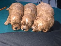 Toy poodle yavru