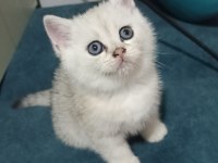 KUSURSUZ MÜKEMMEL GÜZELLİK SCOTTİSH