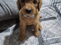 Toy poodle yavrular tuvalet eğitimli