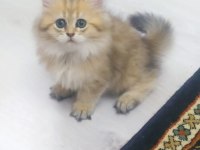 British Longhair 2,5 Aylık Dişi