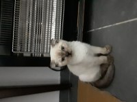 British longhair yavrular british shorthair yavrular