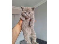 British shorthair yavru kedilerimiz