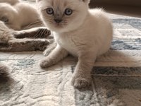 Safkan british shorthair AYI SURAT TOP KAFA bebişler