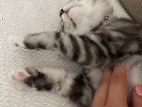 3 aylık british shorthair yavrumuza yuva arıyoruz