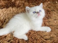 MUHTEŞEM GÜZELLİKTE DİŞİ KAR BEYAZ KEDİMİZ