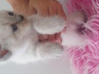 1 aylık scottish fold yavrular