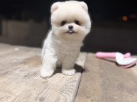 Teacup teddy üst kalite pomeranian