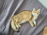 GOLDEN ERKEK KEDİMİZ