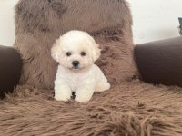 3,5 aylık erkek bichon frise