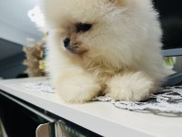 Pomeranian köpeğimiz