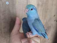 Mavi forpus papağanı
