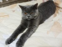 Dişi british shorthair