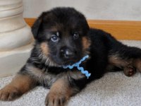German sheppard puppies