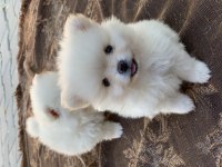 40 günlük pomeranian yavrular