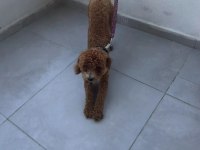 Toy Poodle 8 Aylık