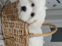 Evin neşesi köpeğimiz