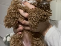 3 aylık dişi toy poodle