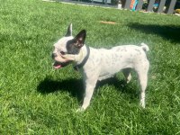 1 yaşında dişi french bulldog