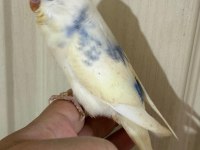 30 GÜNLÜK KONUŞTURMALIK MUHABBET KUŞU BEBEK