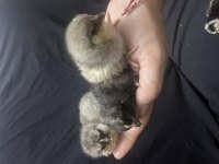 Orijinal Americuana civcivler