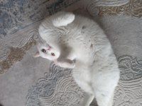 British shorthair 3 yaşında