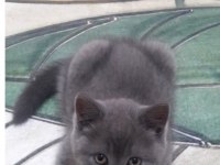 80 GUNLUK KEDİMİZ NARİN SEVGİ DOLU YUMURCAK