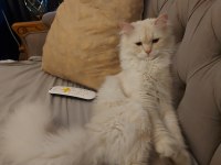 7 aylık erkek british longhair