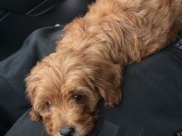 Maltipoo bebek
