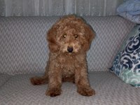 Toy poodle köpeğimi sahiplendirme