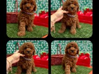 ERKEK TOY POODLE