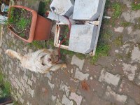 10 aylık tuvalet eğitimli aşıları tam terrier