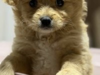 Maltipoo yavru 3 aylik