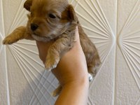 KORE MALTİPOO YAVRULARIMIZ