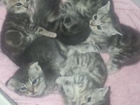 Yeni doğan scottish fold bebekler