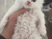 Yavru british longhair (uzun tüylü)