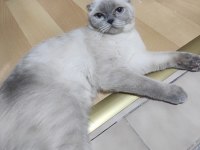 Masmavi gözlü dişi blue point scottish fold