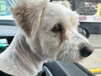 Maltese Terrier